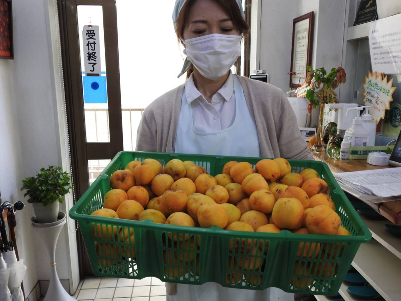 浜見山接骨院アンズの収穫です